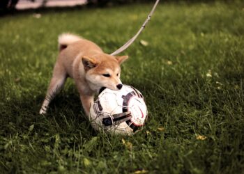 First Aid On A Dog Bite — Remedy And Precautions