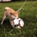 First Aid On A Dog Bite — Remedy And Precautions